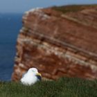 Möwe in Helgoland