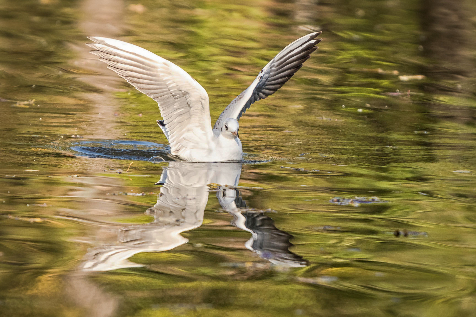 Möwe in herbstlicher Spiegelung