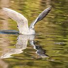 Möwe in herbstlicher Spiegelung