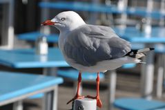 Möwe in Hobart