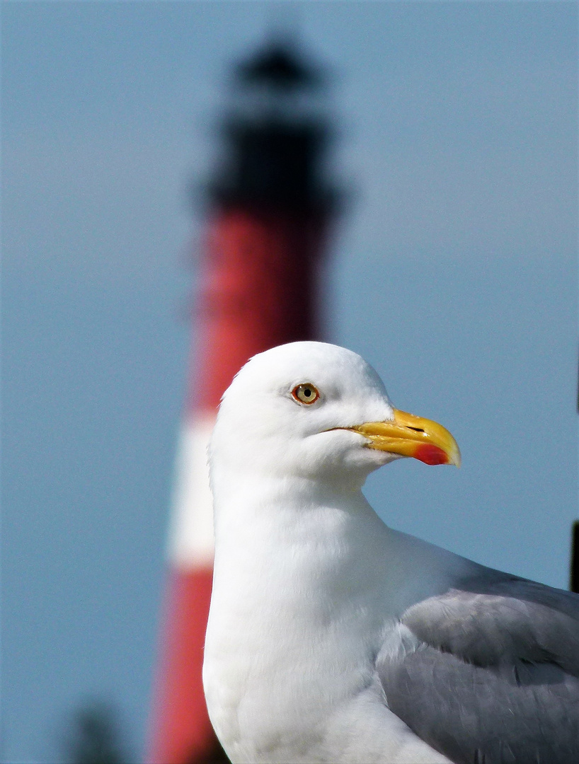 Möwe in Hörnum 