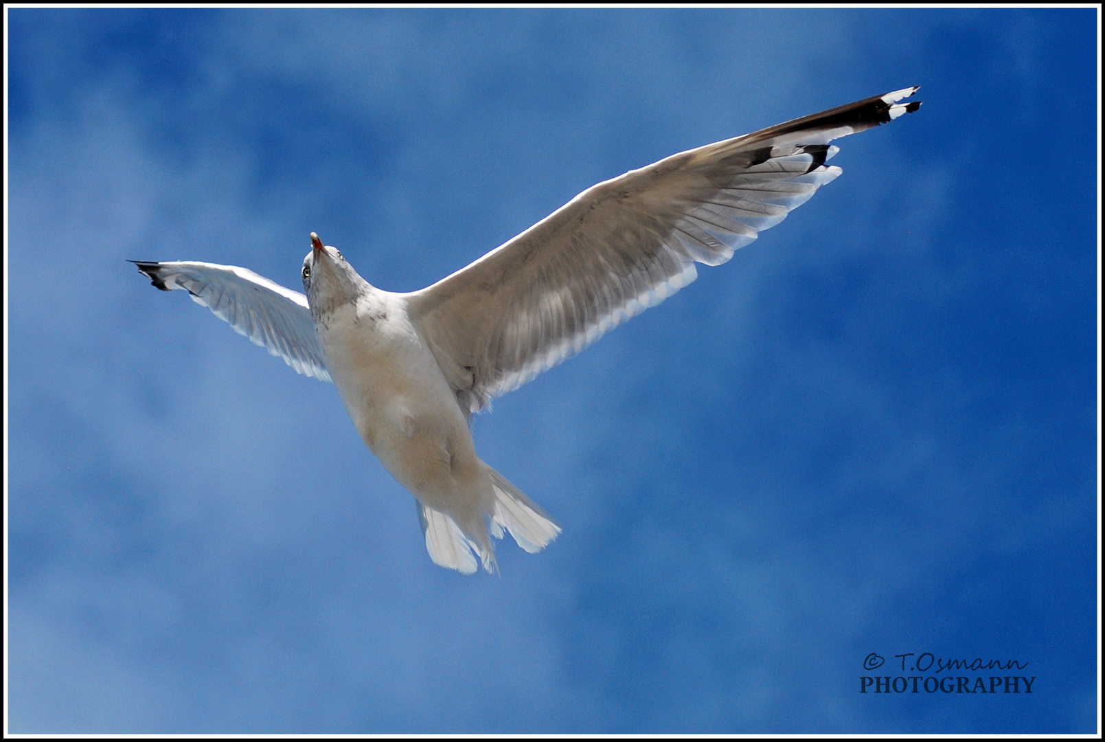 Möwe in Holland