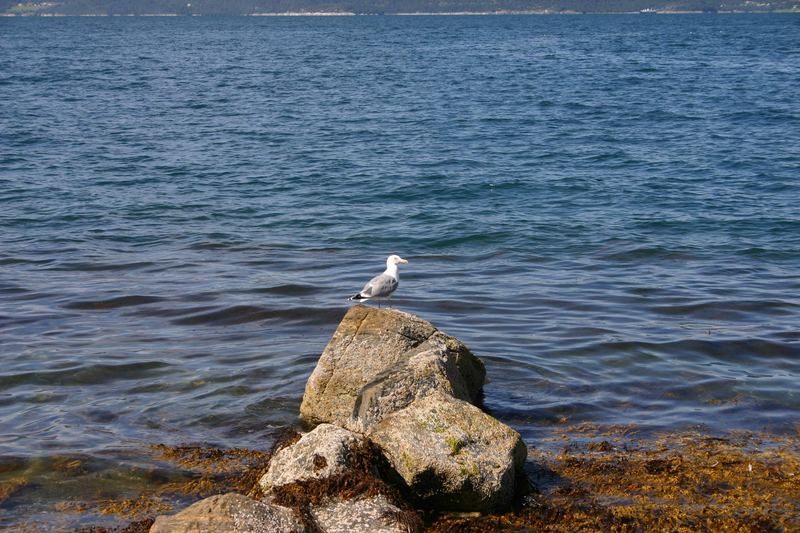 Möwe in Hundeidvik am Sttrand 2005