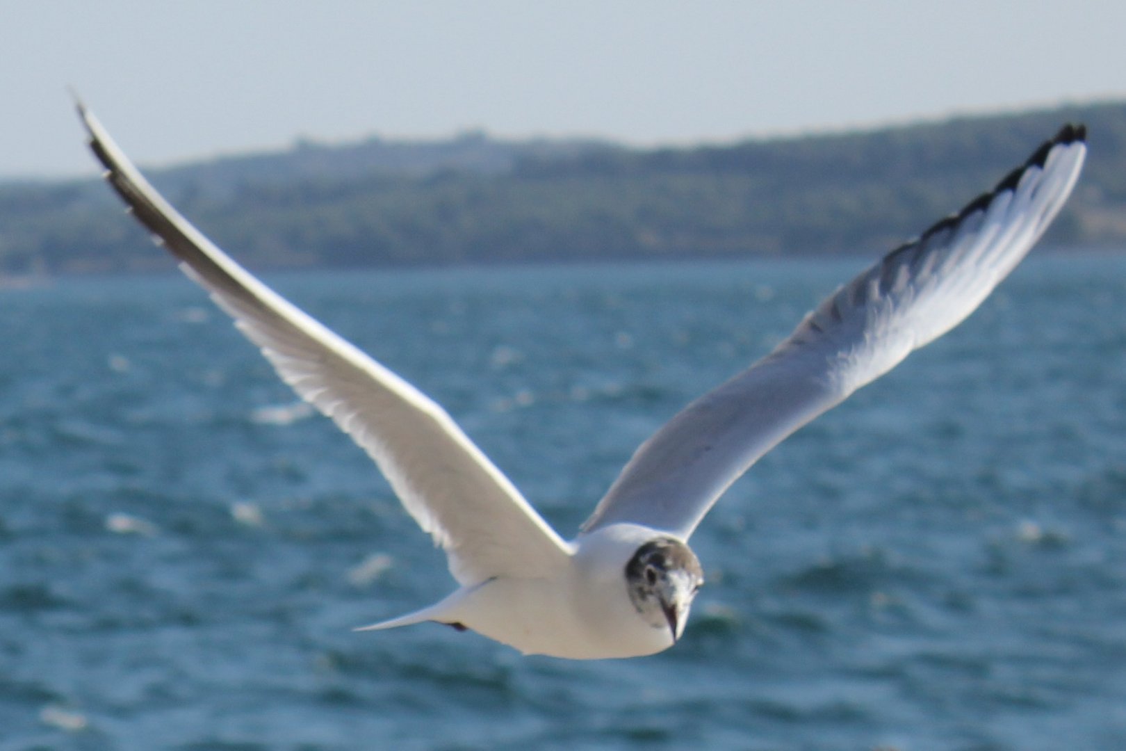 Möwe in Šibenik, Croatia