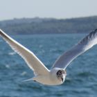 Möwe in Šibenik, Croatia