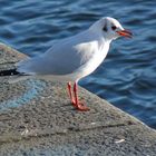 Möwe in Irland