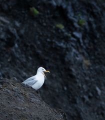 Möwe in Island