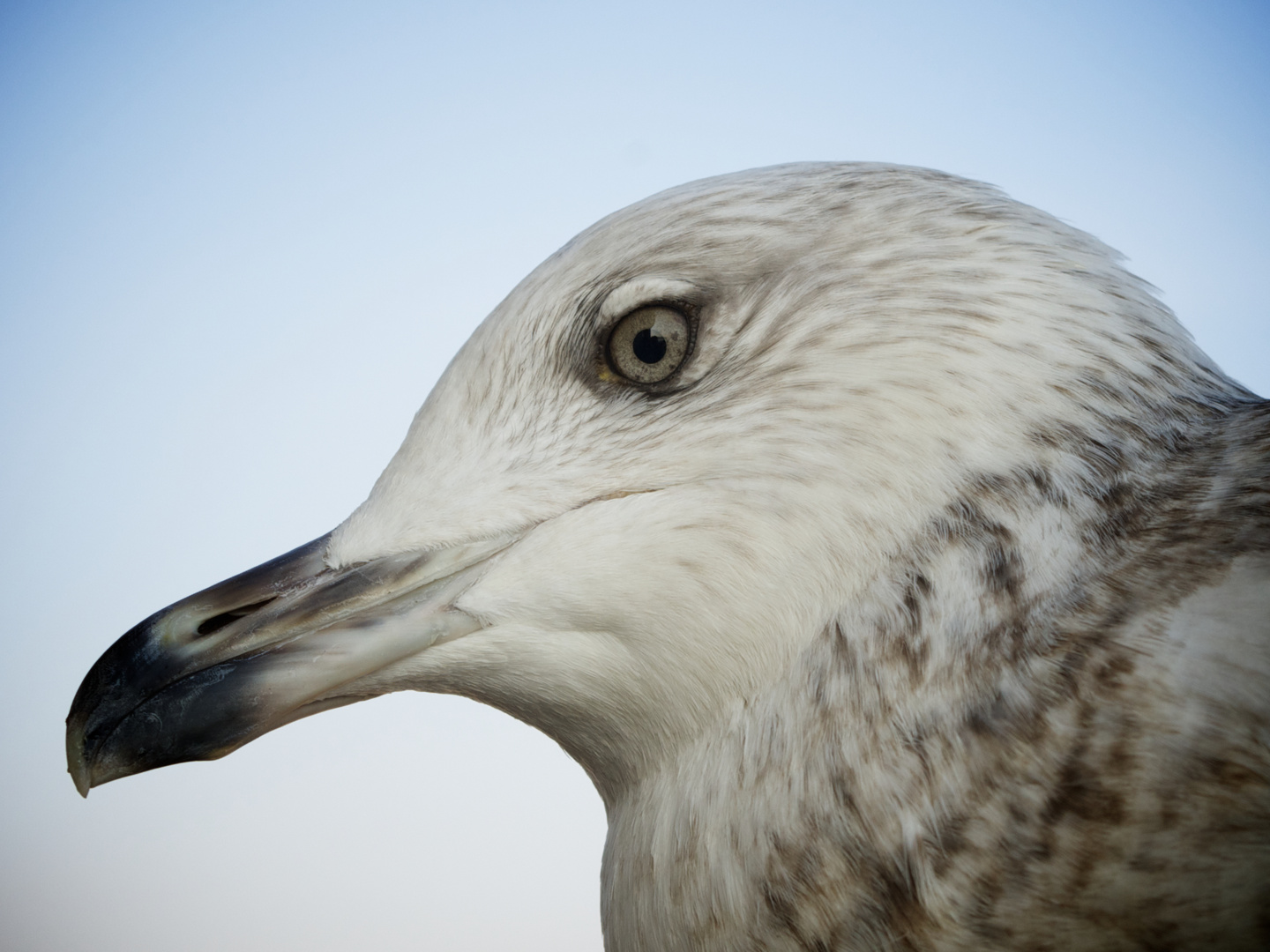 Möwe in Istanbul