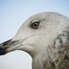 Möwe in Istanbul