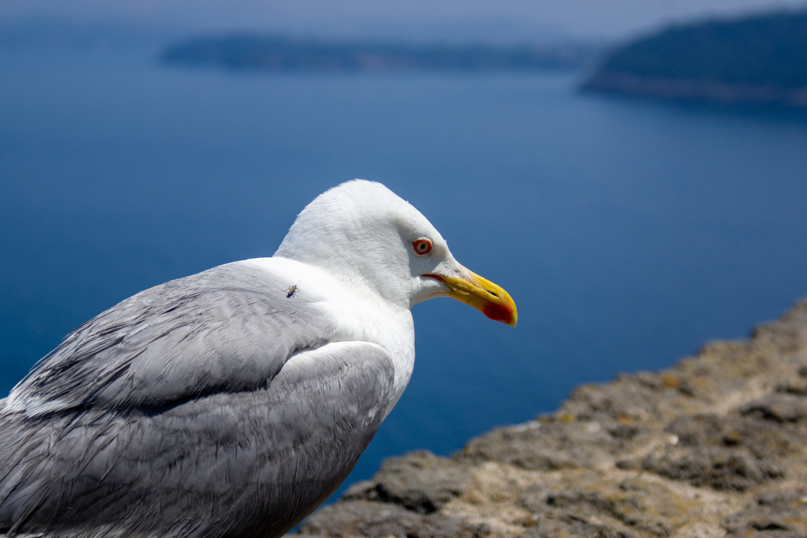 Möwe in Italien