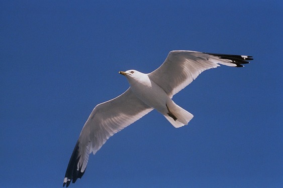 Möwe in Kanada