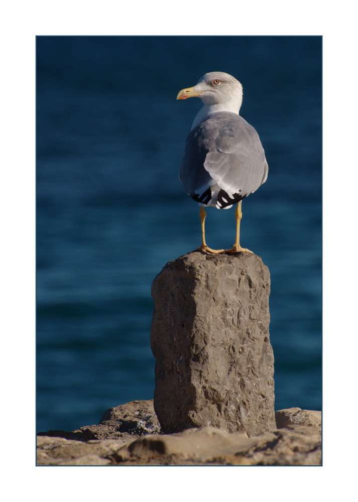 Möwe in Kroatien ...