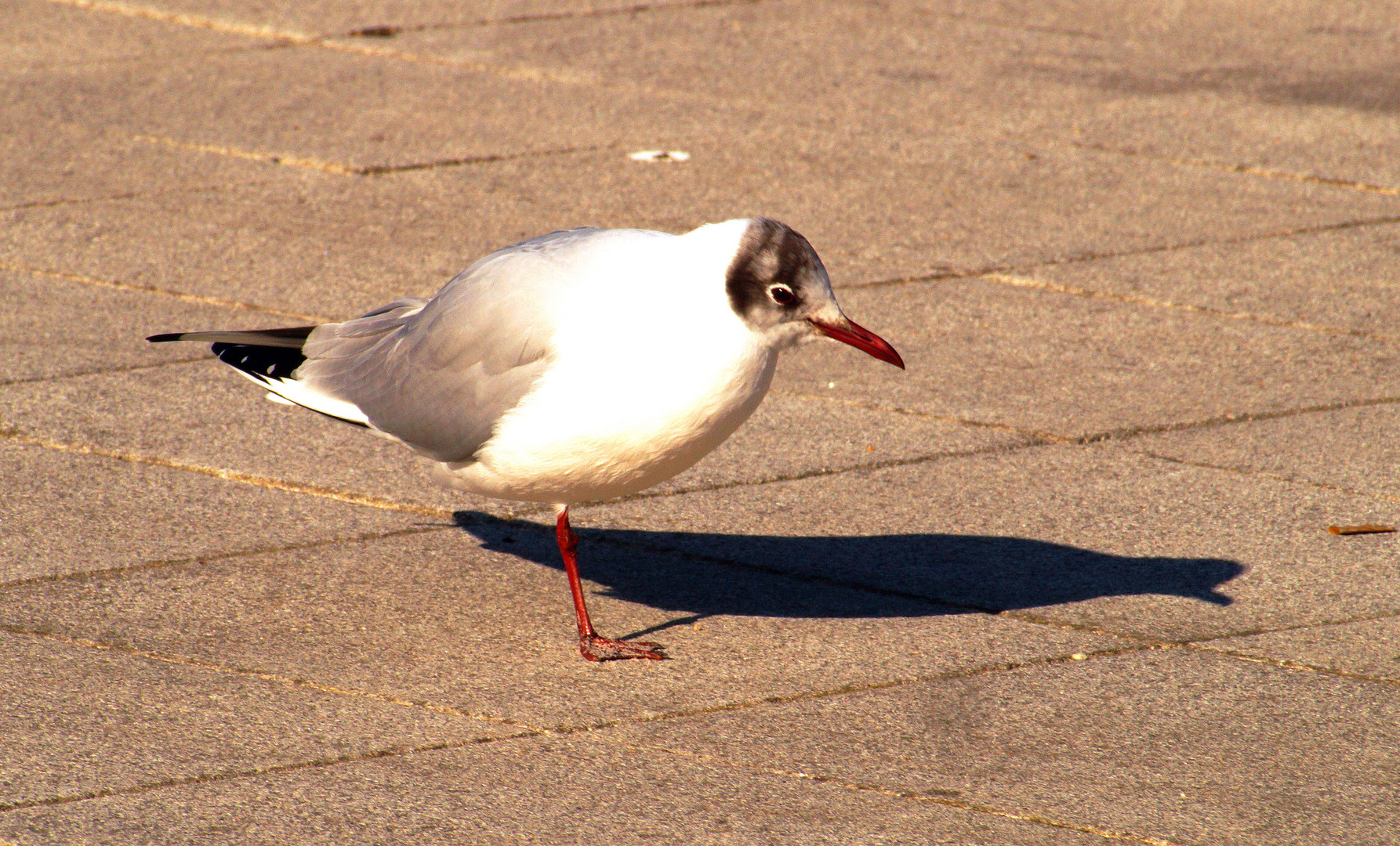 Möwe in Kühlungsborn