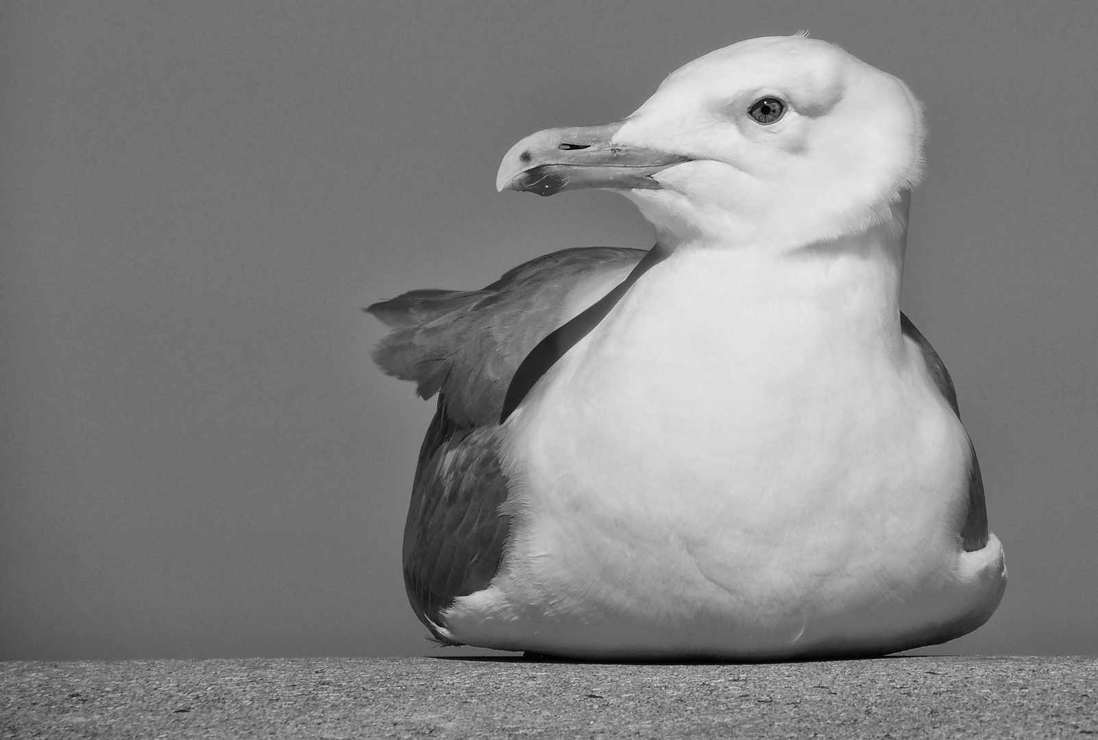 Möwe in Kühlungsborn ...