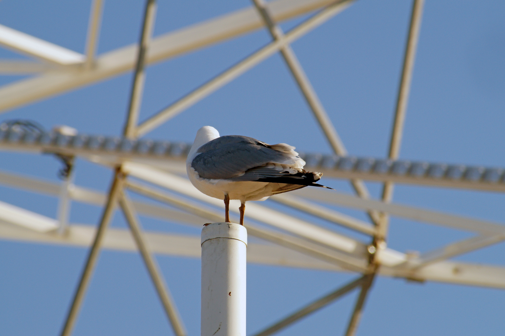 Möwe in Kühlungsborn