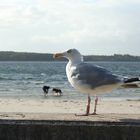 Möwe in Laboe