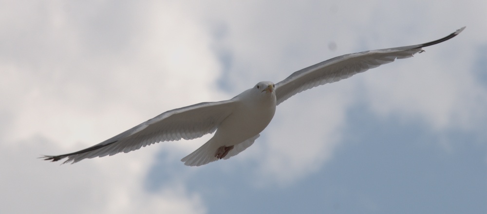 Möwe in Laboe...