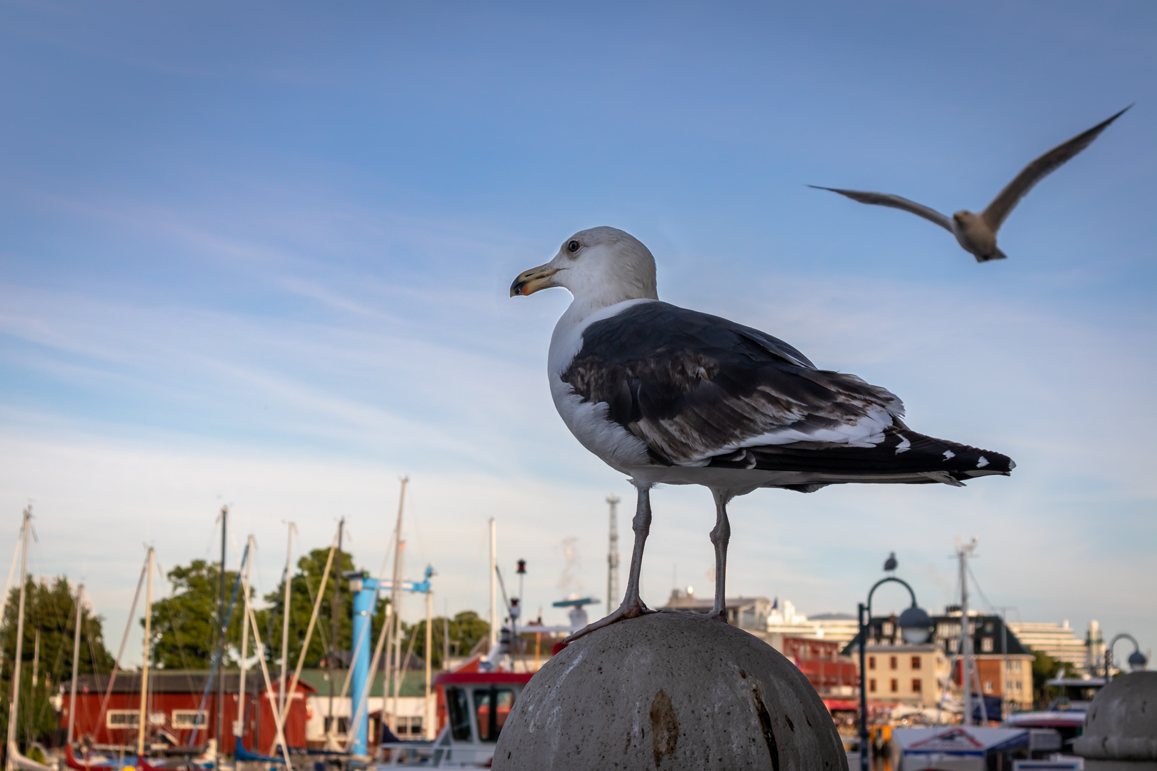 Möwe in Lauerstellung