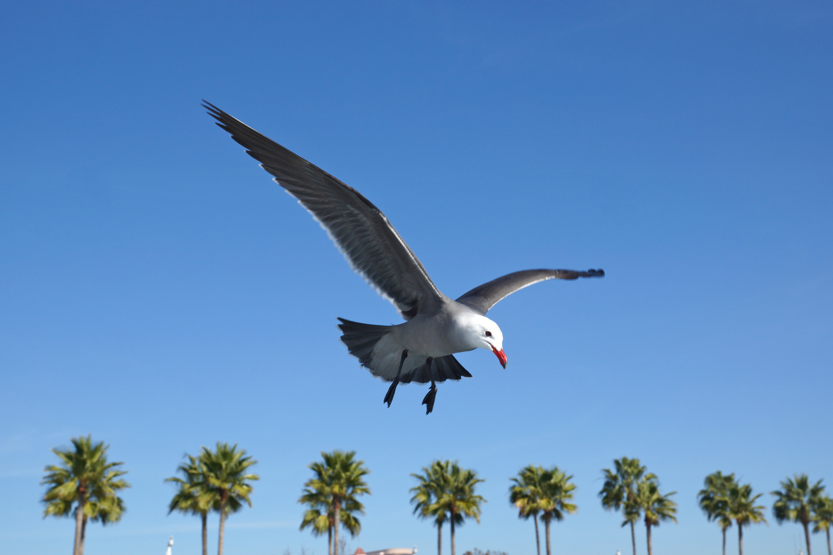 Möwe in Longbeach