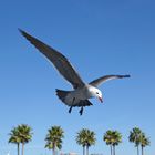 Möwe in Longbeach