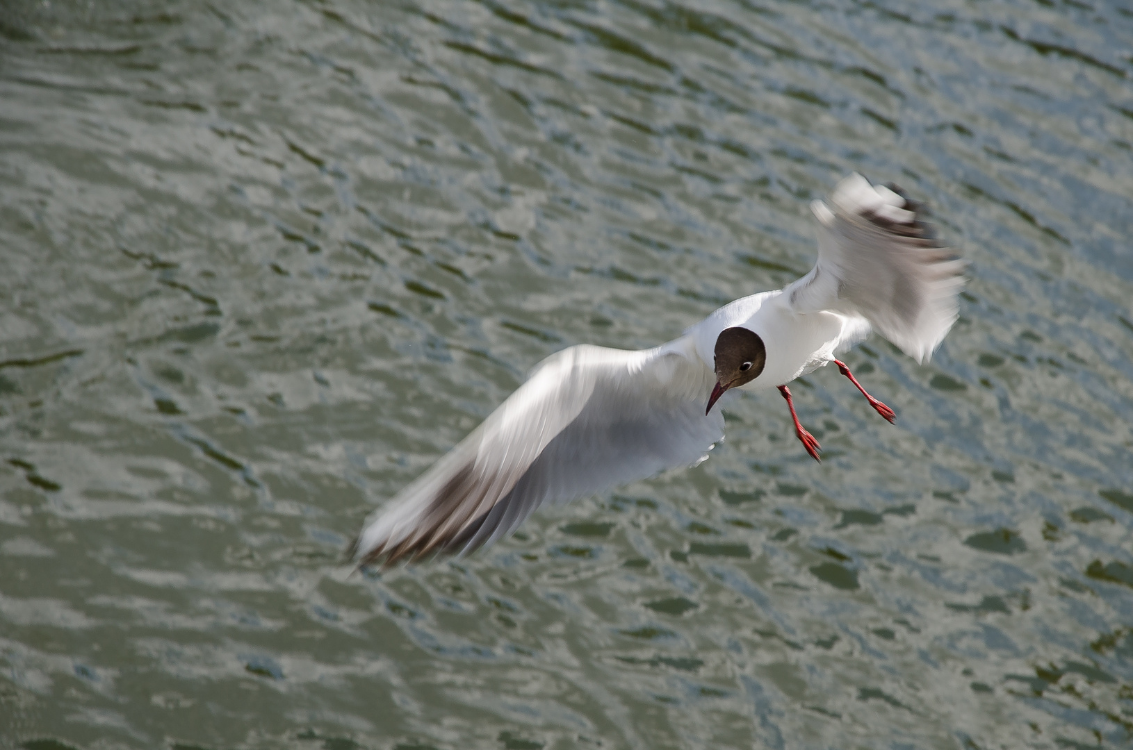 Möwe in Masuren