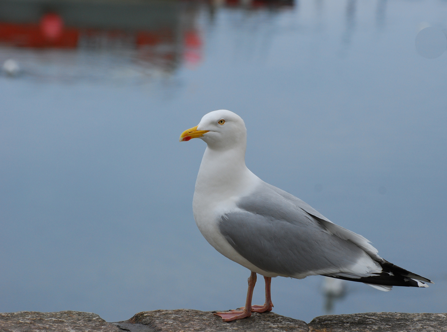 Möwe in Mevagissy