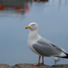 Möwe in Mevagissy