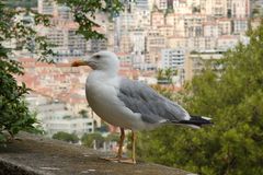 Möwe in Monaco