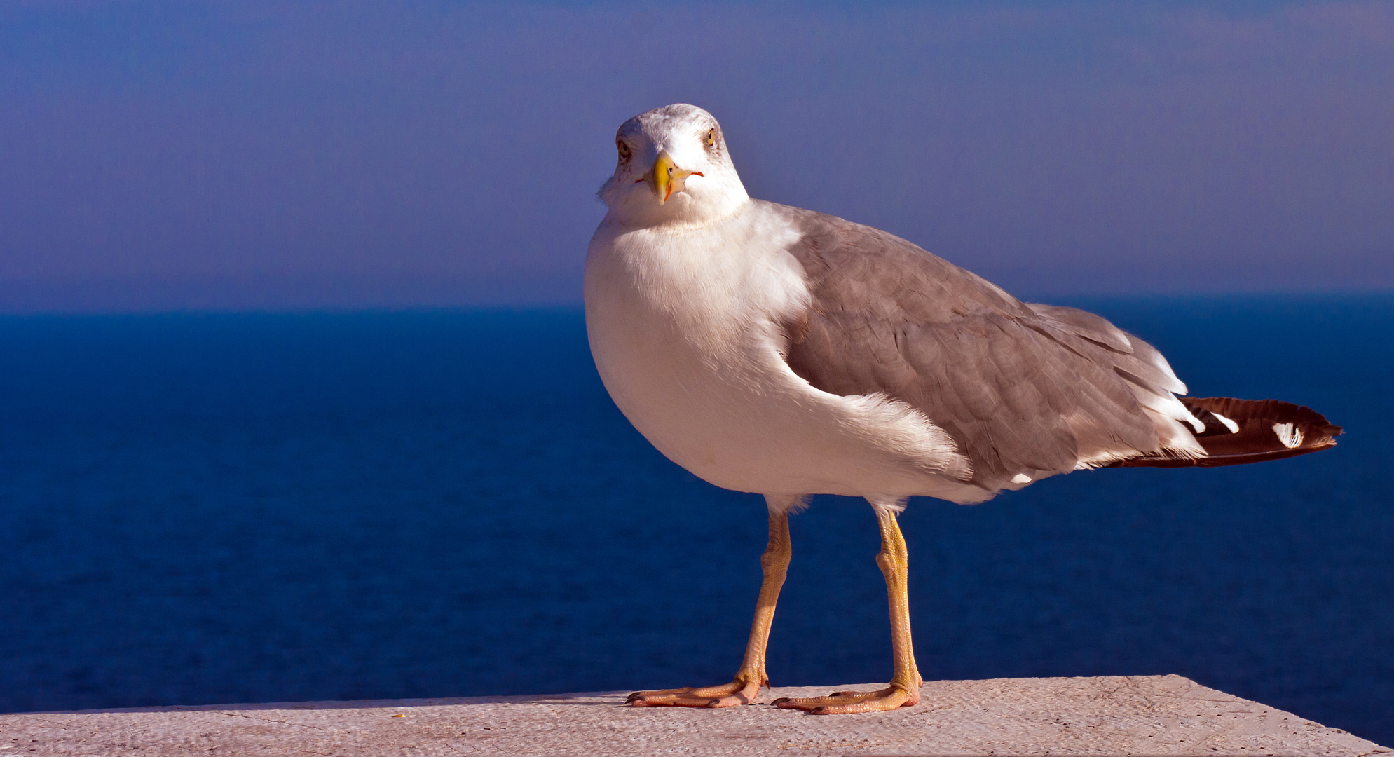 Möwe in Monaco