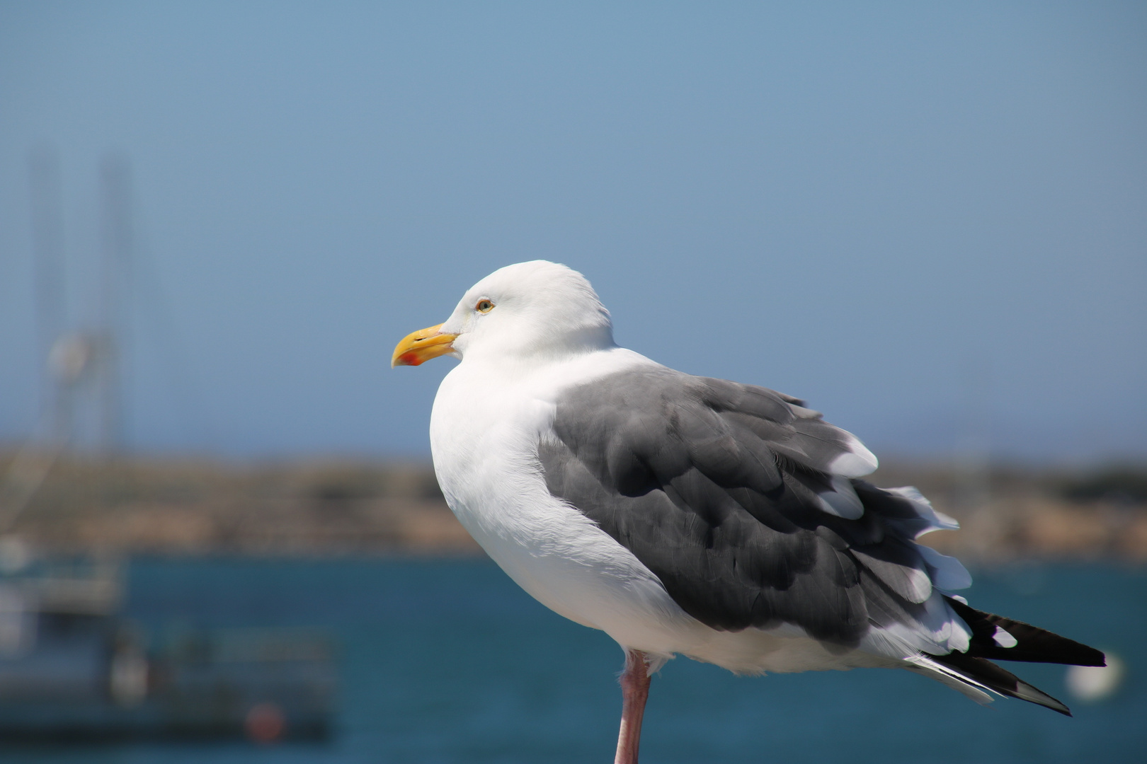 Möwe in Morro Bay