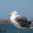 Möwe in Morro Bay