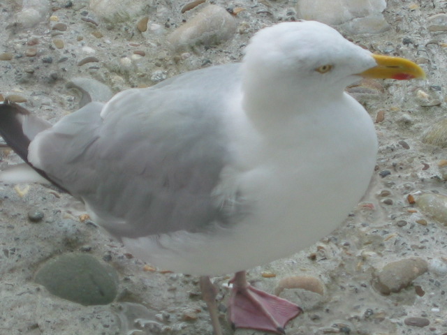 Möwe in Nahaufnahme