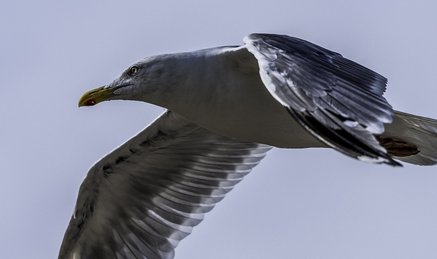 Möwe in Nahaufnahme 