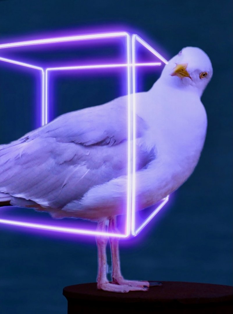 Möwe in Neon