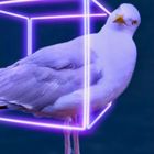 Möwe in Neon