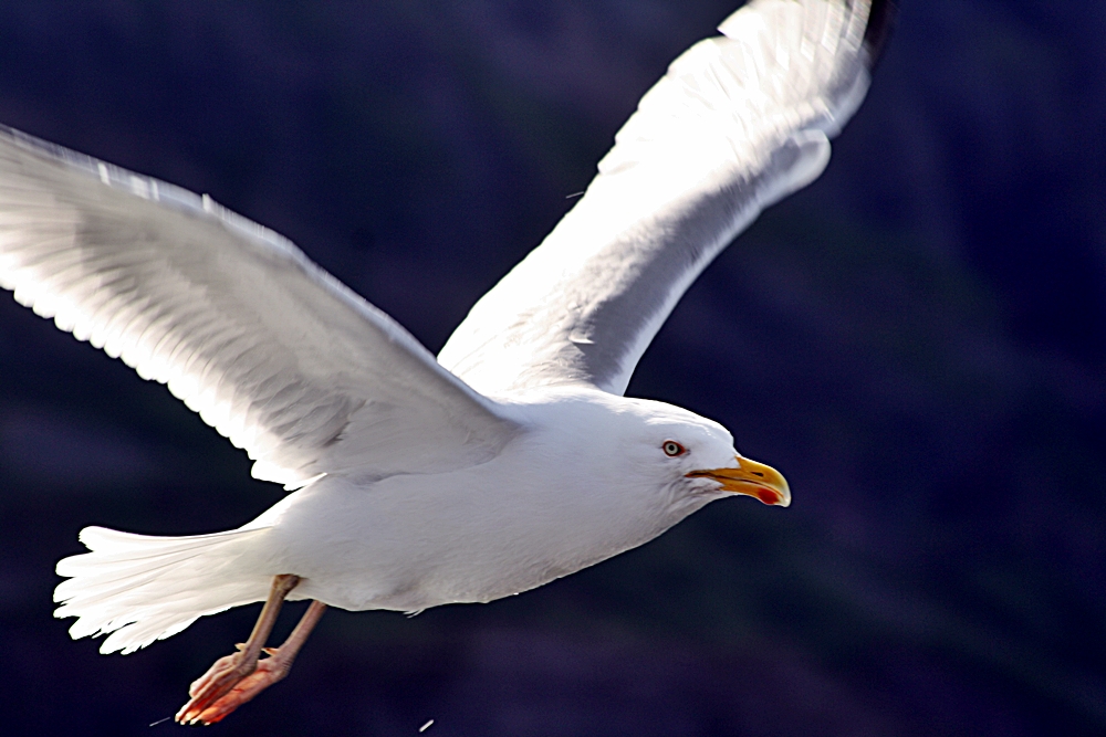 Möwe in Norge