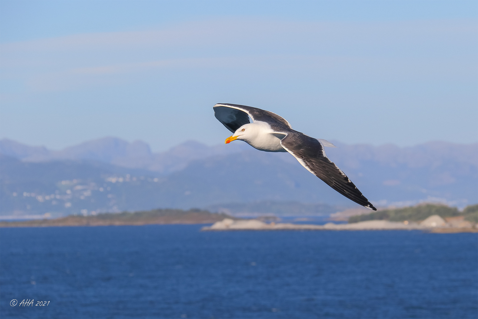 Möwe in Norwegen