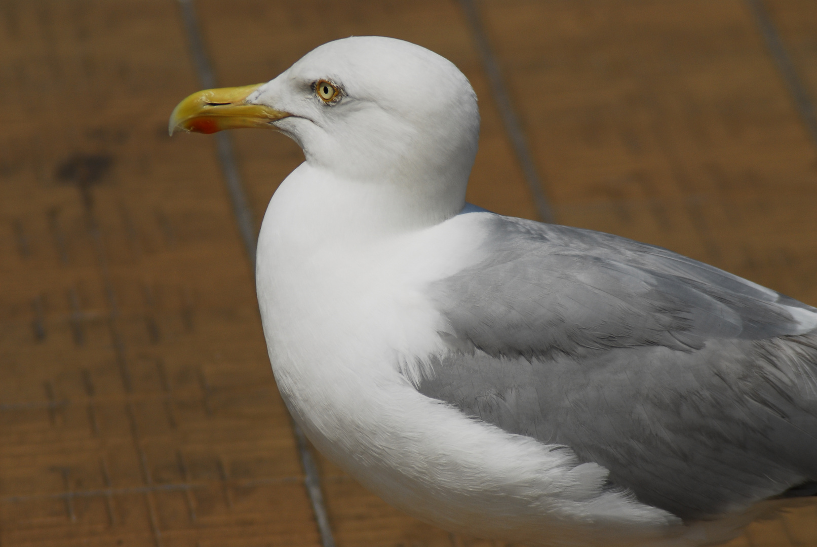 Möwe in Oostende