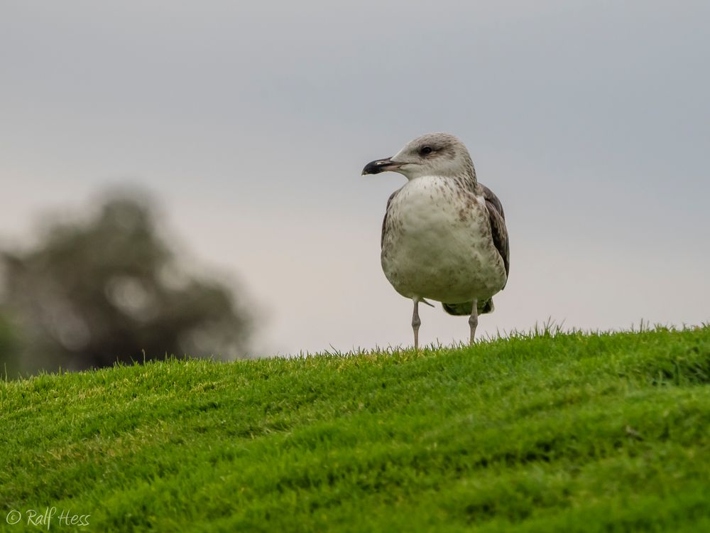 Möwe in Portugal