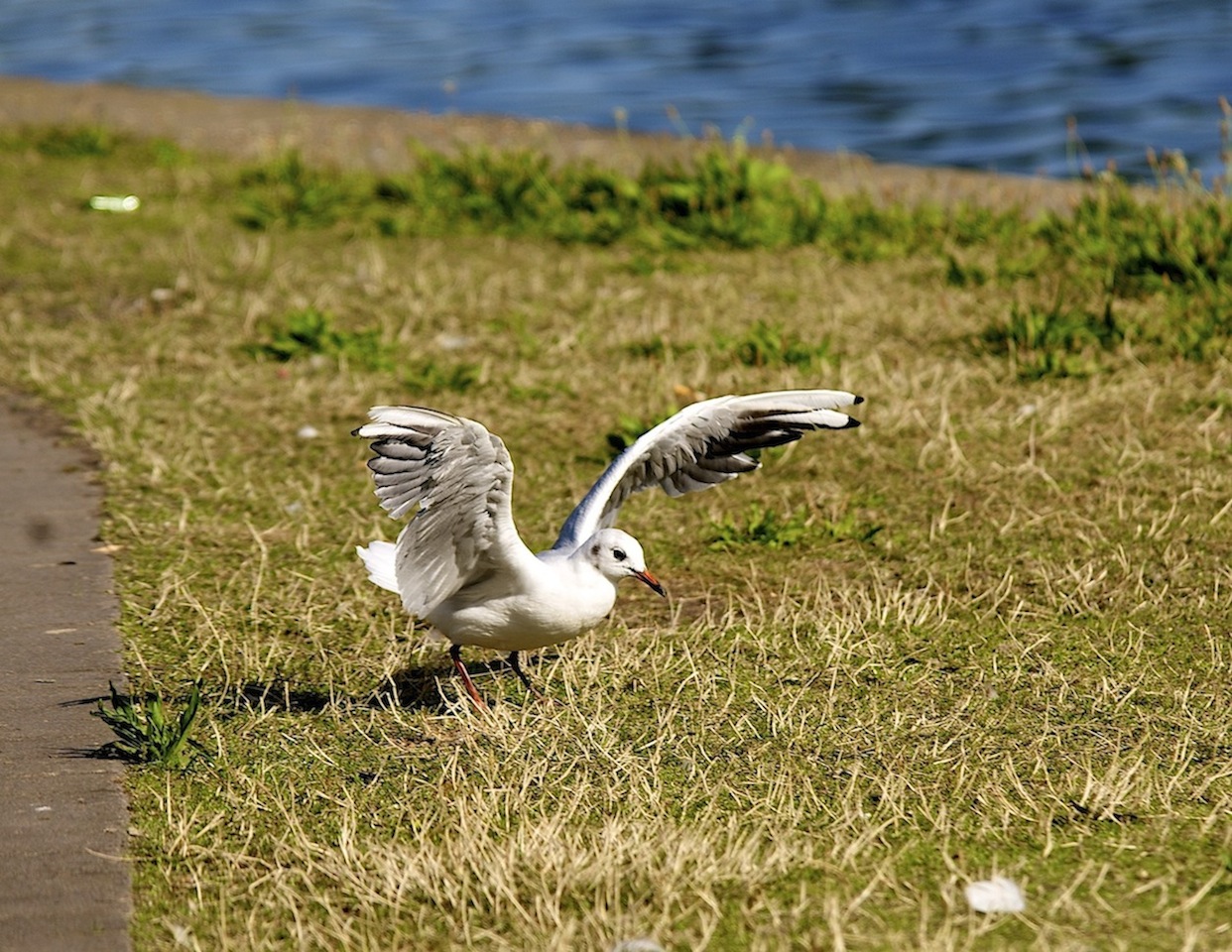 Möwe in Pose