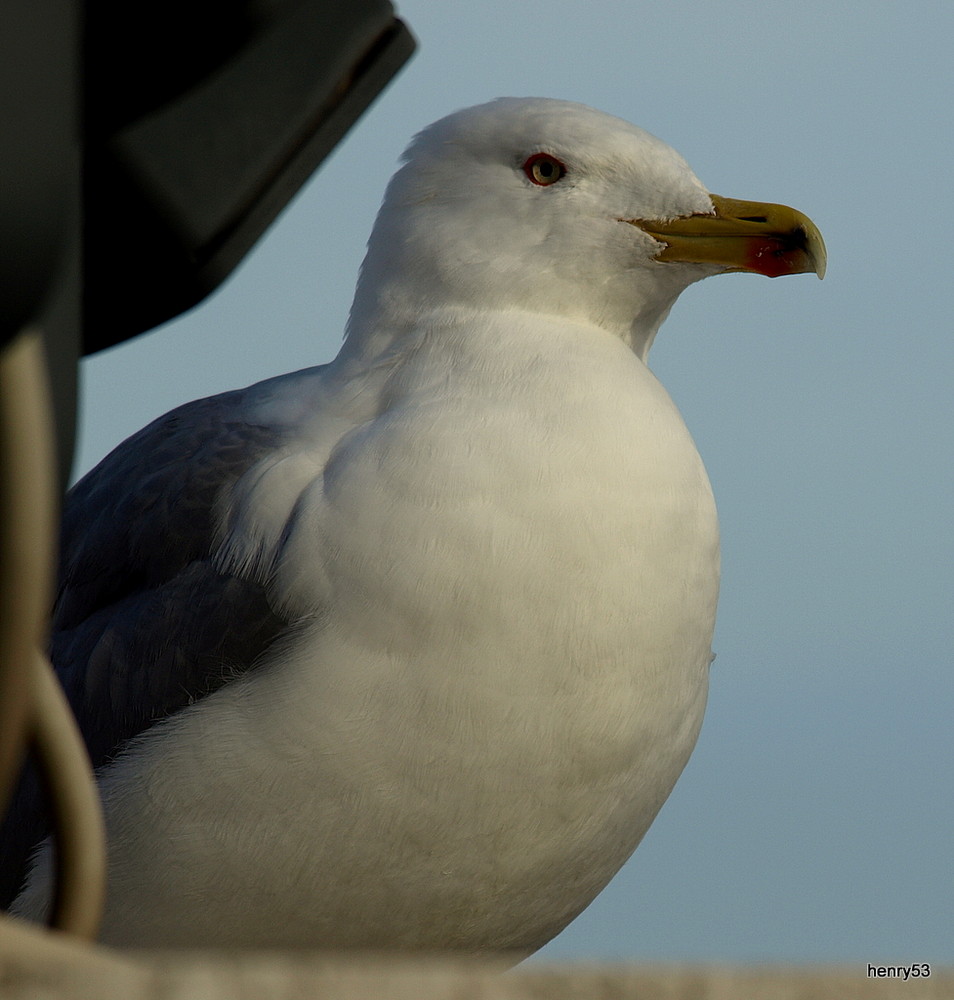 Möwe in Rom