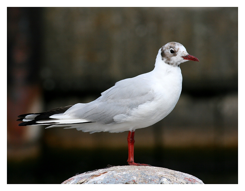 Möwe in Rot