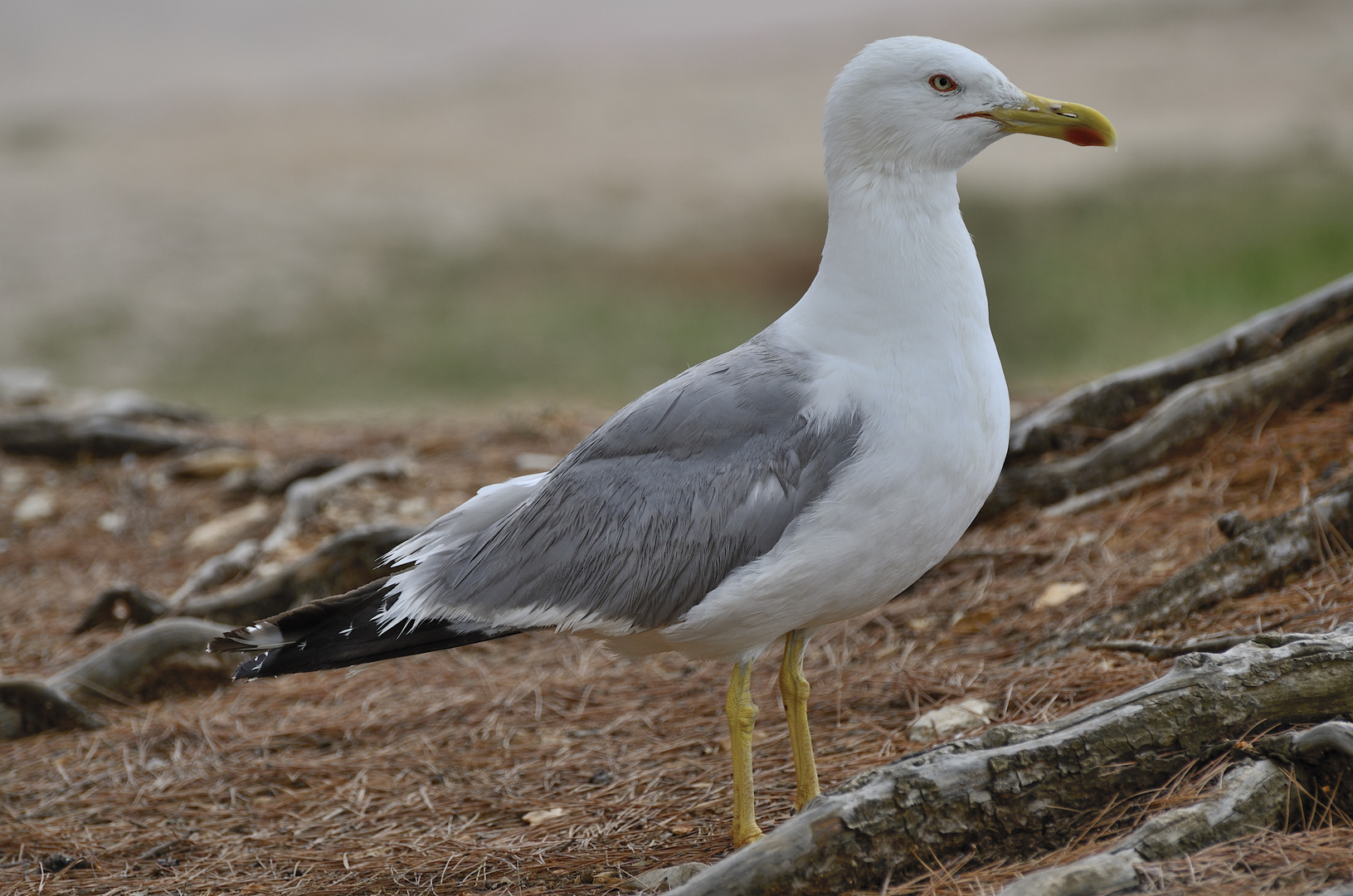 Möwe in Rovinij (Kroatien)