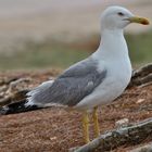 Möwe in Rovinij (Kroatien)