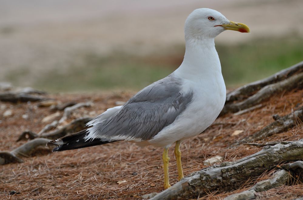 Möwe in Rovinij (Kroatien)