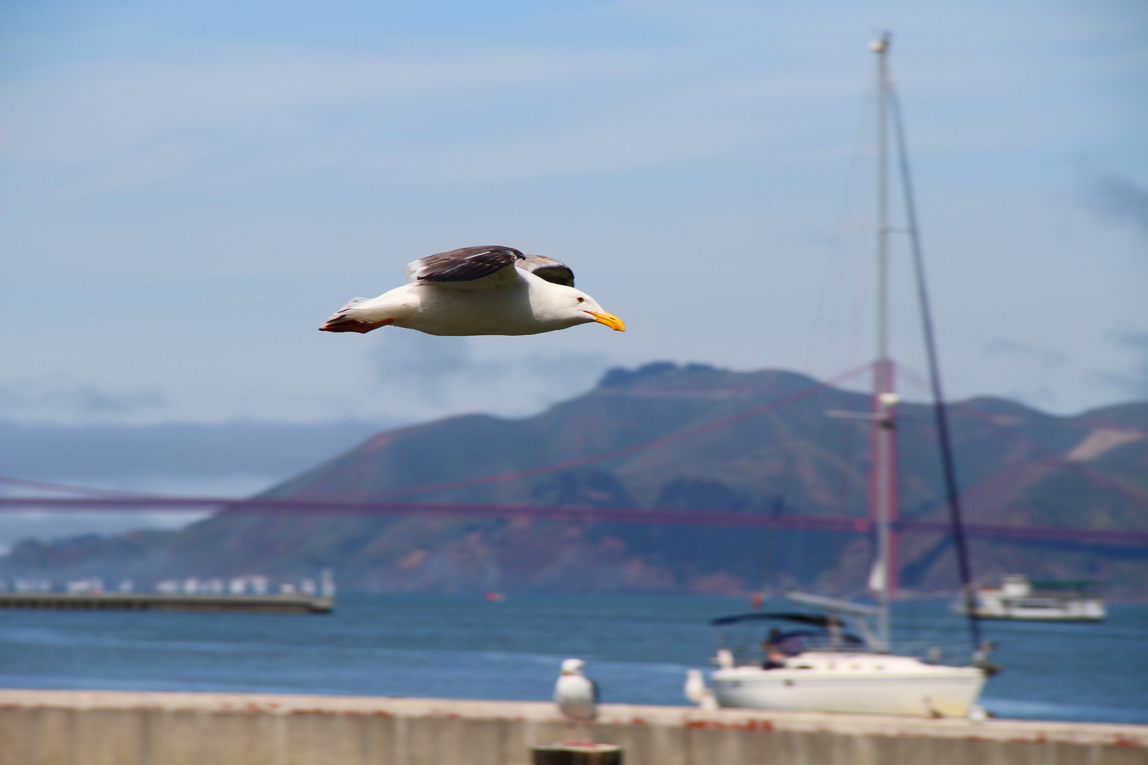 Möwe in SanFrancisco