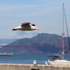 Möwe in SanFrancisco