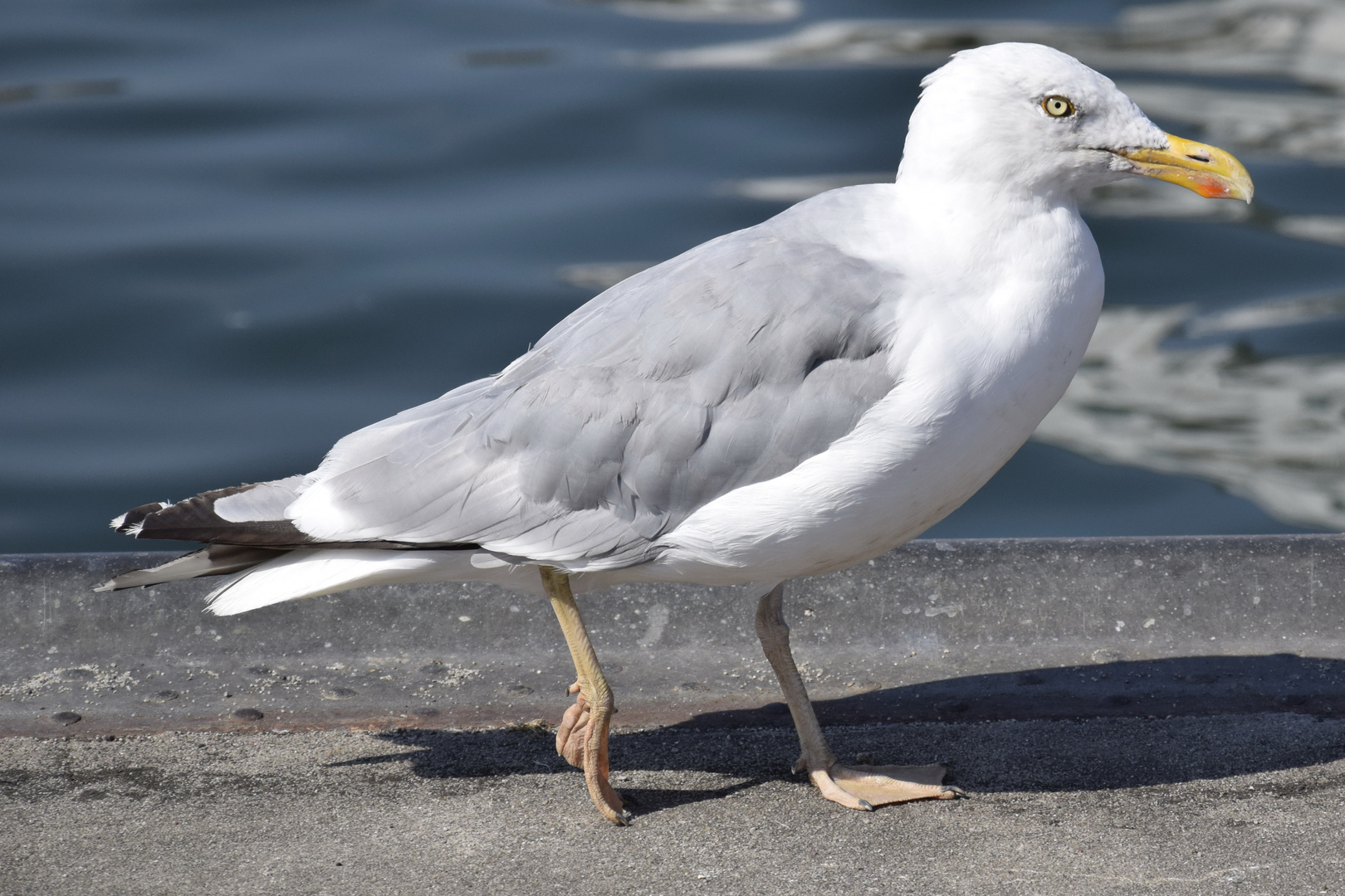 Möwe in Sassnitz