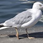 Möwe in Sassnitz