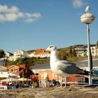 Möwe in Sassnitz